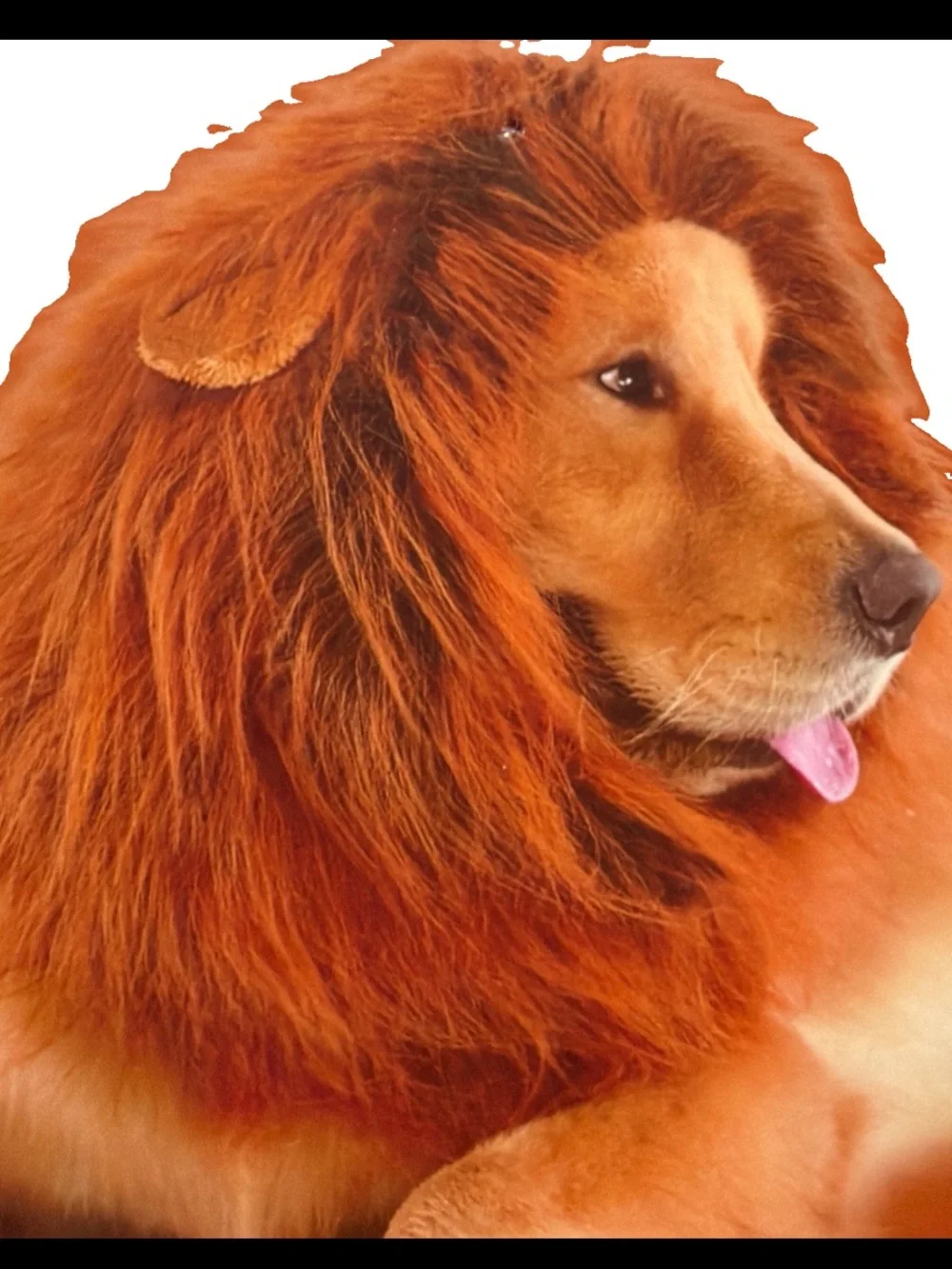 NEW Lion Dog Costume MANE and TAIL SET funny Halloween Cat Safari Jungle, M L